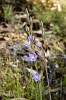 _17C7635 Blue Sun Orchid